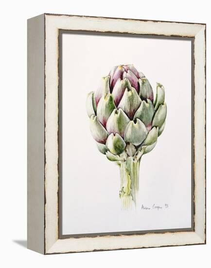 Artichoke Study, 1993-Alison Cooper-Framed Premier Image Canvas