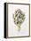 Artichoke Study, 1993-Alison Cooper-Framed Premier Image Canvas