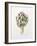 Artichoke Study, 1993-Alison Cooper-Framed Giclee Print