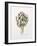 Artichoke Study, 1993-Alison Cooper-Framed Giclee Print