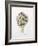 Artichoke Study, 1993-Alison Cooper-Framed Giclee Print