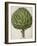 Artichoke-null-Framed Giclee Print