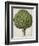 Artichoke-null-Framed Giclee Print