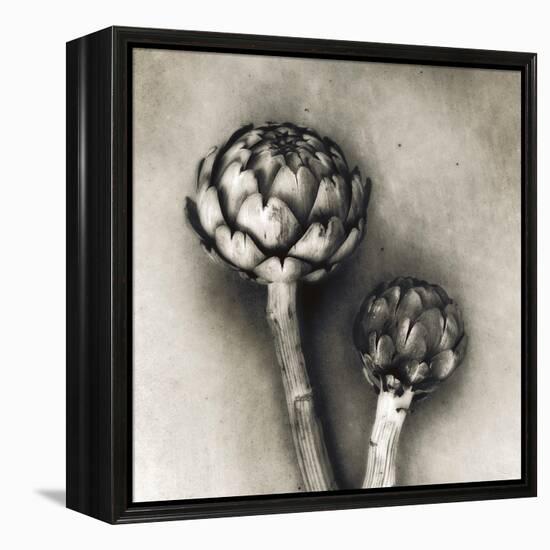 Artichoke-Jamie Cook-Framed Premier Image Canvas