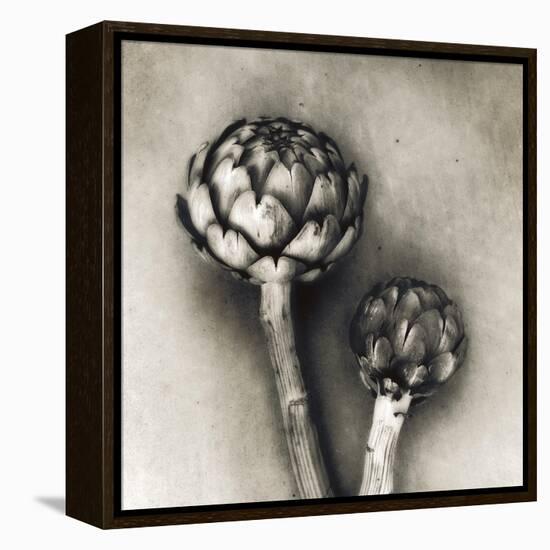 Artichoke-Jamie Cook-Framed Premier Image Canvas