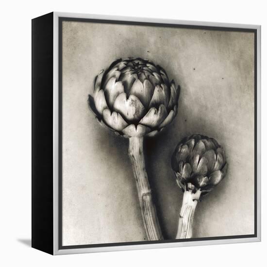 Artichoke-Jamie Cook-Framed Premier Image Canvas