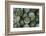 Artichokes at Place Marechal Foch Market, Ajaccio, Corsica, France-Walter Bibikow-Framed Photographic Print