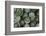 Artichokes at Place Marechal Foch Market, Ajaccio, Corsica, France-Walter Bibikow-Framed Photographic Print