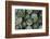 Artichokes at Place Marechal Foch Market, Ajaccio, Corsica, France-Walter Bibikow-Framed Photographic Print