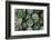 Artichokes at Place Marechal Foch Market, Ajaccio, Corsica, France-Walter Bibikow-Framed Photographic Print