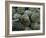 Artichokes, Siracusa, Italy-Dave Bartruff-Framed Photographic Print