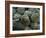 Artichokes, Siracusa, Italy-Dave Bartruff-Framed Photographic Print