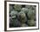 Artichokes, Siracusa, Italy-Dave Bartruff-Framed Photographic Print