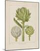 Artichokes-Besler Basilius-Mounted Giclee Print