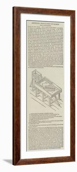 Artificial Propagation of Salmon-null-Framed Giclee Print