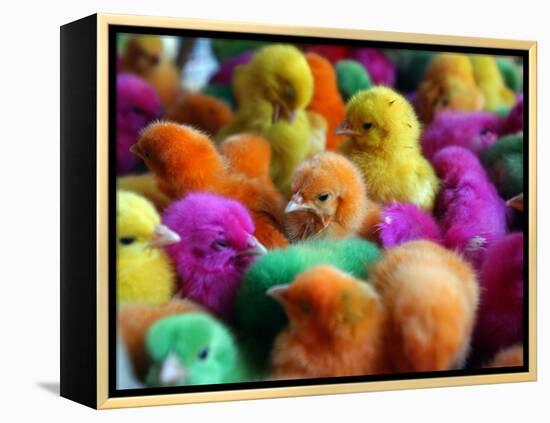 Artificially Colored Chicks Crowd Together-null-Framed Premier Image Canvas