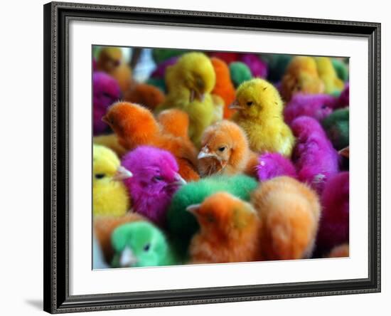 Artificially Colored Chicks Crowd Together-null-Framed Photographic Print