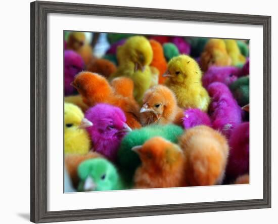 Artificially Colored Chicks Crowd Together-null-Framed Photographic Print