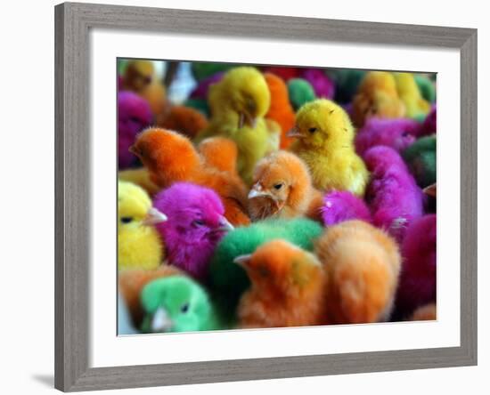 Artificially Colored Chicks Crowd Together-null-Framed Photographic Print