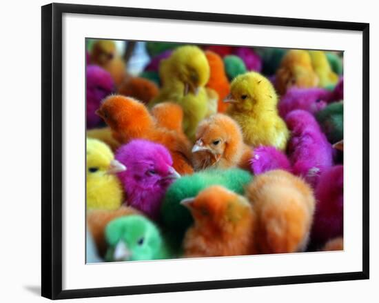 Artificially Colored Chicks Crowd Together-null-Framed Photographic Print