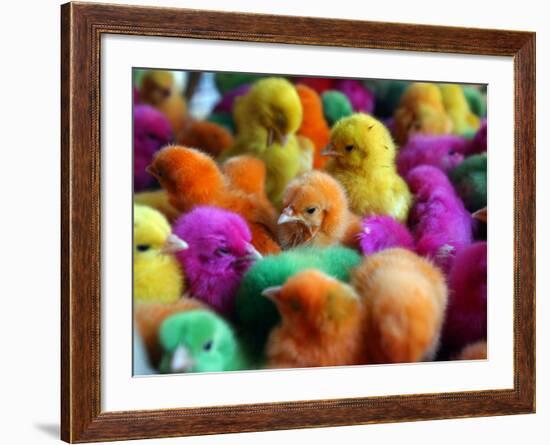 Artificially Colored Chicks Crowd Together-null-Framed Photographic Print