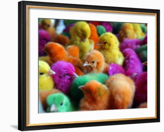 Artificially Colored Chicks Crowd Together-null-Framed Photographic Print