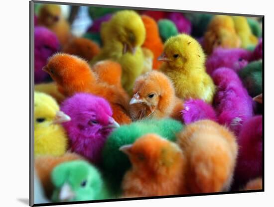 Artificially Colored Chicks Crowd Together-null-Mounted Photographic Print