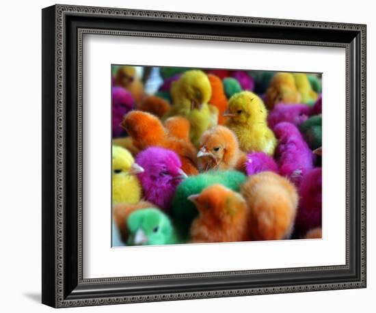 Artificially Colored Chicks Crowd Together-null-Framed Photographic Print