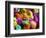 Artificially Colored Chicks Crowd Together-null-Framed Photographic Print