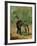 Artilleryman Saddling His Horse, 1878 or 1881-Henri de Toulouse-Lautrec-Framed Giclee Print