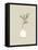 Artisan Chic Potted Branch 4-Sweet Melody Designs-Framed Stretched Canvas