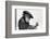 Artist Chimp 1955-Williams-Framed Photographic Print