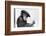 Artist Chimp 1955-Williams-Framed Photographic Print