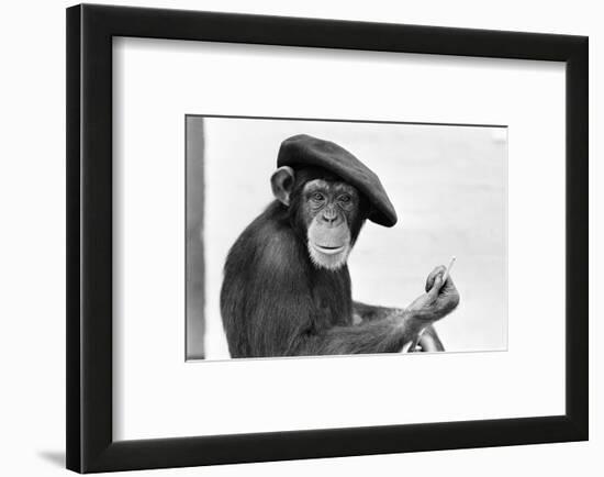 Artist Chimp 1955-Williams-Framed Photographic Print