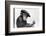 Artist Chimp 1955-Williams-Framed Photographic Print