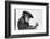 Artist Chimp 1955-Williams-Framed Photographic Print