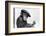 Artist Chimp 1955-Williams-Framed Photographic Print