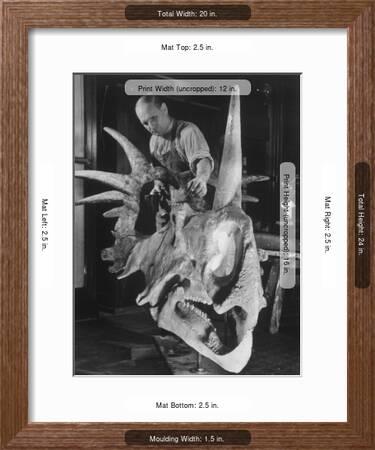 Artist Coloring Model Made From Original Skull Of Styracosaurus American Museum Of Natural History Photographic Print Margaret Bourke White Art Com
