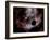 Artist's Concept of a Rose Nebula, Home to Relatively New and Young Star Systems-Stocktrek Images-Framed Photographic Print