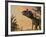 Artist's Concept of Cryolophosaurus-Stocktrek Images-Framed Photographic Print