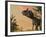 Artist's Concept of Cryolophosaurus-Stocktrek Images-Framed Photographic Print