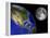 Artist's Concept of the Earth and its Moon-Stocktrek Images-Framed Premier Image Canvas