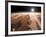 Artist's Concept of the Valles Marineris Canyons on Mars-Stocktrek Images-Framed Photographic Print