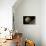 Artist's Depiction of a Gas Giant Planet Surrounded by Three Moons-null-Premium Giclee Print displayed on a wall