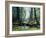 Artist's Impression of a Carboniferous Forest.-Ludek Pesek-Framed Photographic Print