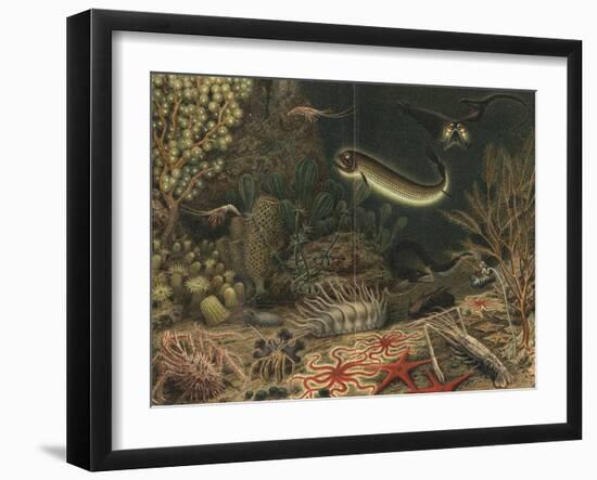 Artist's impression of deep sea scene with luminous fishes, 1903. Artist: Unknown-Unknown-Framed Giclee Print