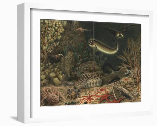 Artist's impression of deep sea scene with luminous fishes, 1903. Artist: Unknown-Unknown-Framed Giclee Print