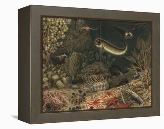 Artist's impression of deep sea scene with luminous fishes, 1903. Artist: Unknown-Unknown-Framed Premier Image Canvas