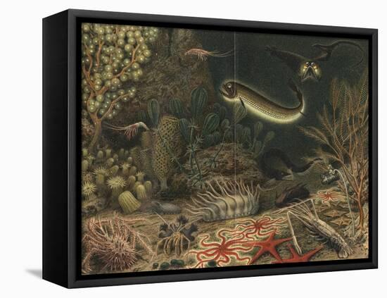 Artist's impression of deep sea scene with luminous fishes, 1903. Artist: Unknown-Unknown-Framed Premier Image Canvas