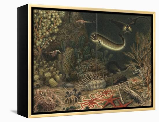 Artist's impression of deep sea scene with luminous fishes, 1903. Artist: Unknown-Unknown-Framed Premier Image Canvas